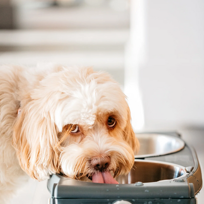 Stainless Steel Adjustable Pet Feeder