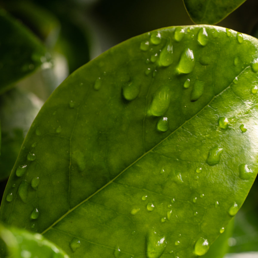 Citrus Leaves - Smart Vial